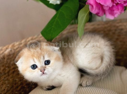 Minik Bebek Golden Scottish Fold Shorthair görsel