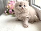 Harika Rengiyle Lilac British Longhair