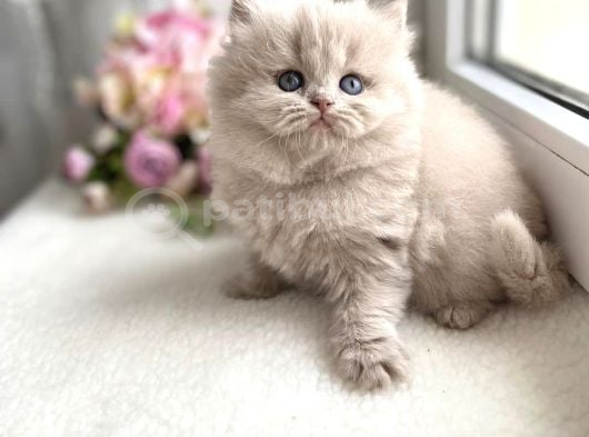 Harika Rengiyle Lilac British Longhair görsel