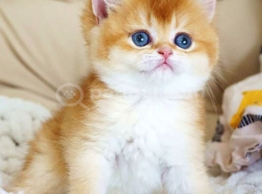 Şampiyon Soydan Gelen Golden British Shorthair görsel