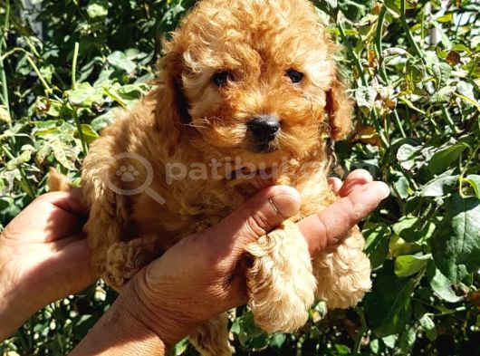 Red Brown A Kali̇te Orji̇nal Toy Yavrular görsel