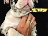 Merle Özel Desen French Bulldog Bebeğimiz