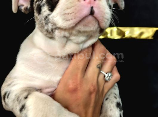 Merle Özel Desen French Bulldog Bebeğimiz görsel