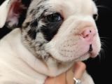 Merle Özel Desen French Bulldog Bebeğimiz