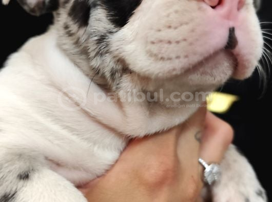 French Bulldog Merle Özel Desenli Bebeğimiz görsel