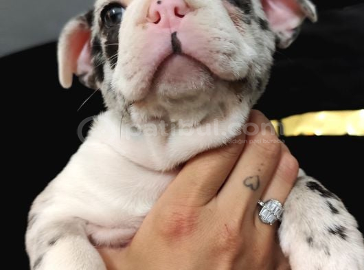 French Bulldog Merle Özel Desenli Bebeğimiz görsel