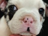 French Bulldog Merle Özel Desenli Bebeğimiz