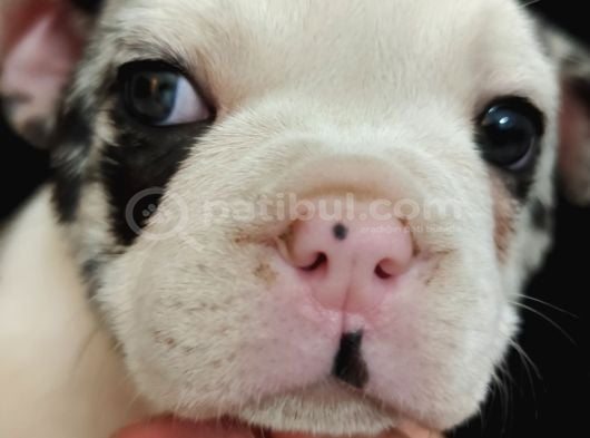 French Bulldog Merle Özel Desenli Bebeğimiz görsel