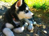 Husky Bebekleri̇mi̇z
