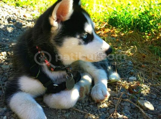HUSKY BEBEKLERİMİZ