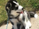 Husky Bebekleri̇mi̇z