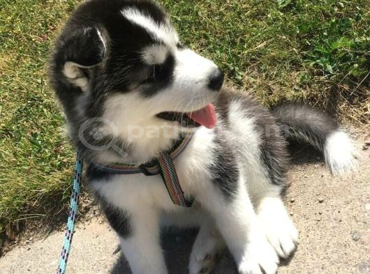Husky Bebekleri̇mi̇z görsel