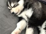 Husky Bebekleri̇mi̇z