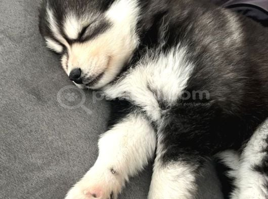 Husky Bebekleri̇mi̇z görsel