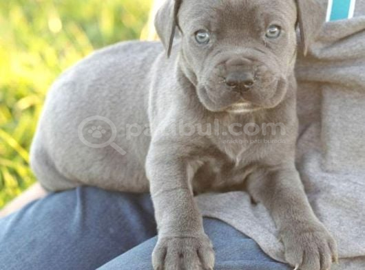Cane Corso  Asi̇l Kan Hatti̇ görsel
