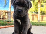 Cane Corso  Asi̇l Kan Hatti̇