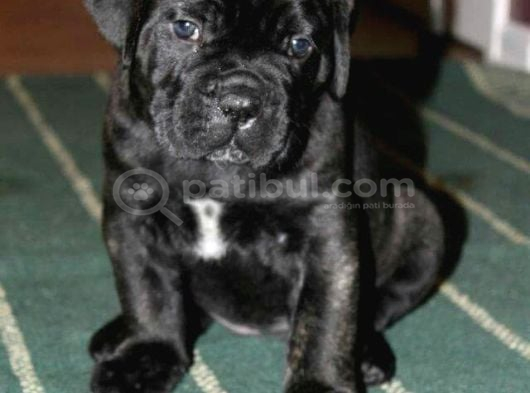 Cane Corso  Asi̇l Kan Hatti̇ görsel