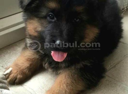 K9 YAVRULARIMİZ