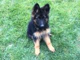 K9 Yavrularimi̇z