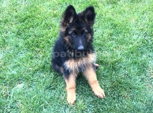 K9 Yavrularimi̇z görsel