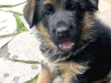 K9 Yavrularimi̇z