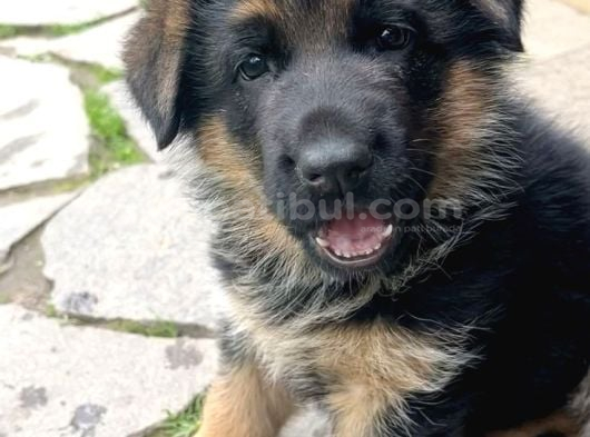 K9 Yavrularimi̇z görsel
