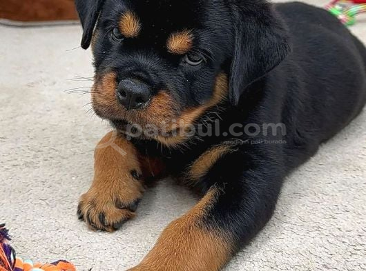 Rottwei̇ler Ates Bebekler görsel