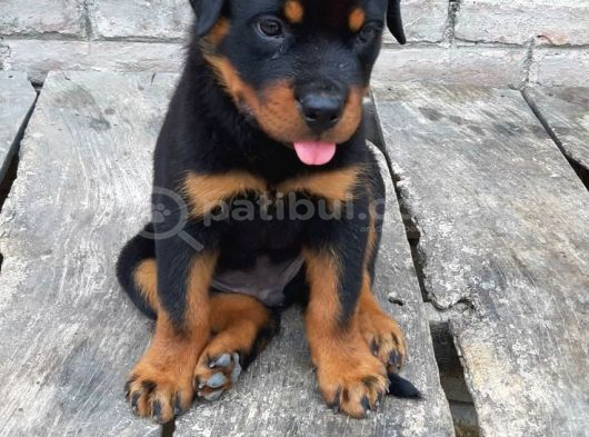 Rottwei̇ler Ates Bebekler görsel