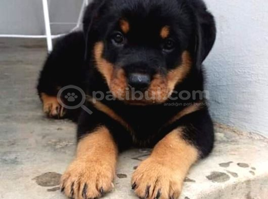 Rottwei̇ler Ates Bebekler görsel