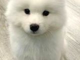 Samoyed Yavrular Yeni̇ Yuvalari̇ni̇ Bekli̇yor