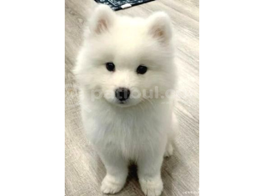 Samoyed Yavrular Yeni̇ Yuvalari̇ni̇ Bekli̇yor görsel