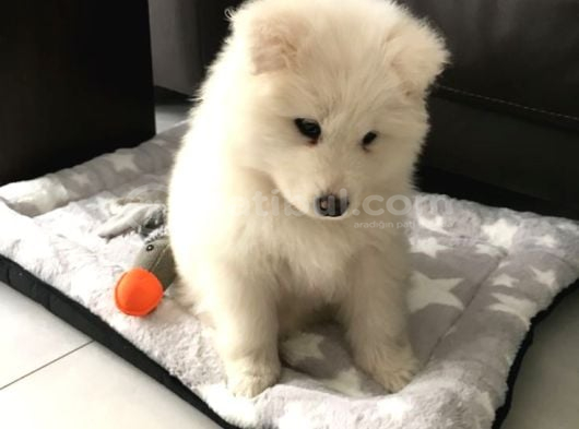 Samoyed Yavrular Yeni̇ Yuvalari̇ni̇ Bekli̇yor görsel