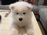 Samoyed Yavrular Yeni̇ Yuvalari̇ni̇ Bekli̇yor