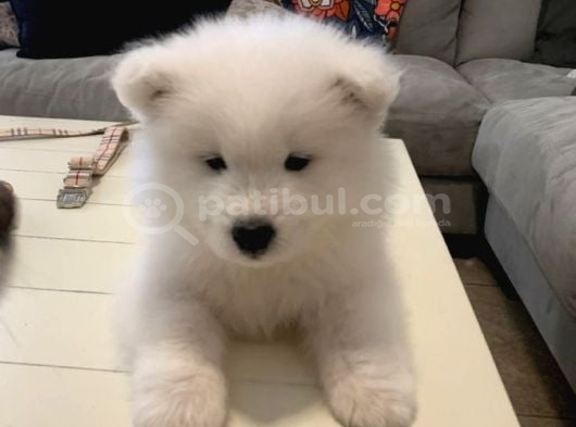 SAMOYED YAVRULAR YENİ YUVALARİNİ BEKLİYOR