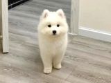 Samoyed Yavrular Yeni̇ Yuvalari̇ni̇ Bekli̇yor