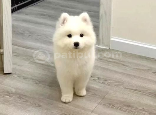 Samoyed Yavrular Yeni̇ Yuvalari̇ni̇ Bekli̇yor görsel