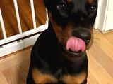 Doberman Yavrulari̇mi̇z
