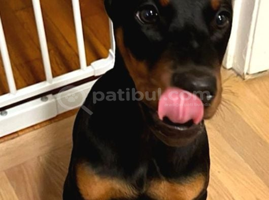 Doberman Yavrulari̇mi̇z görsel