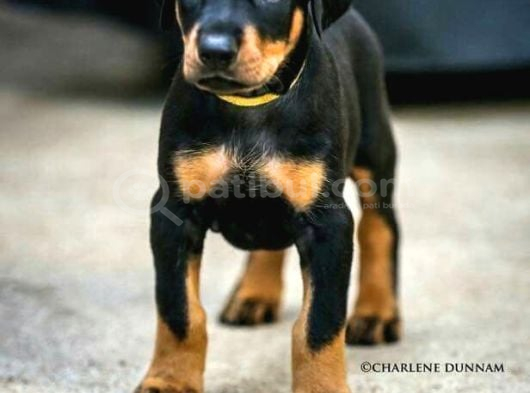 Doberman Yavrulari̇mi̇z görsel