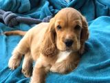Cocker Mi̇nnoslar