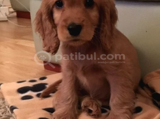 Cocker Mi̇nnoslar görsel