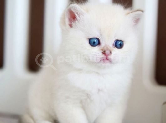 En Saf Beyaz British Shorthair Ns1133 görsel