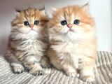 Orjinal Safkan Golden British Longhair