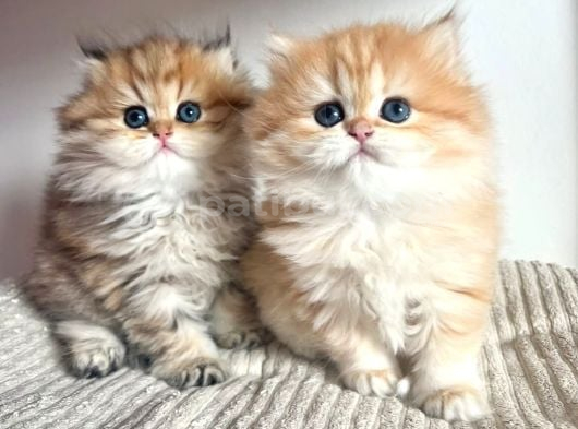 Orjinal Safkan Golden British Longhair görsel