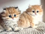 Orjinal Safkan Golden British Longhair