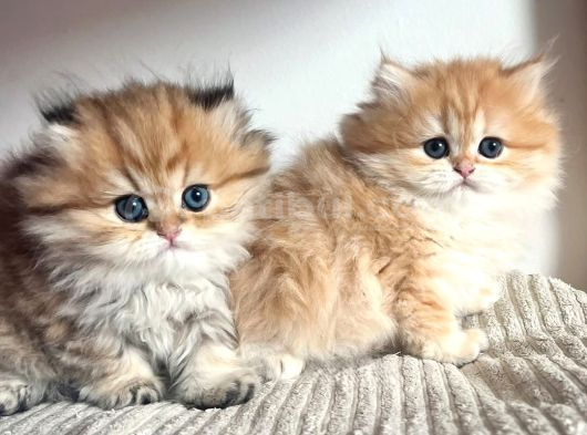 Orjinal Safkan Golden British Longhair görsel
