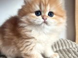 Orjinal Safkan Golden British Longhair
