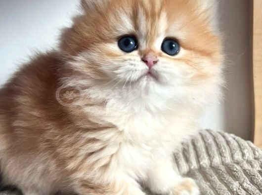 Orjinal Safkan Golden British Longhair
