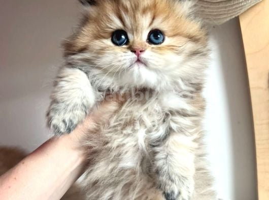 Orjinal Safkan Golden British Longhair görsel