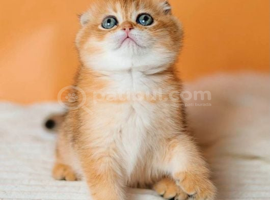 Altın Portakal Golden Scottish Fold görsel
